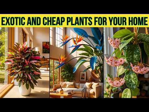5 Stunning Exotic Plants That Are Cheap and Perfect for Your Home