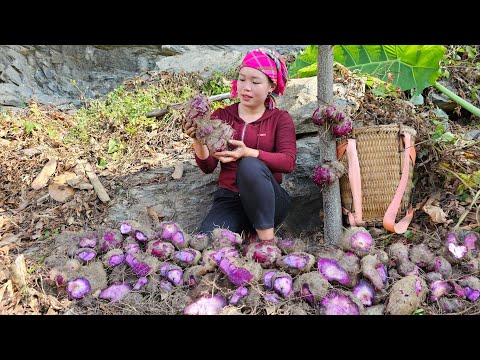 Harvesting purple Yam: Process of making purple Yam cakes for sale at the market | Trieu Mai Huong.