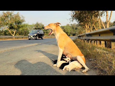 "She Chased Us for 20 KM for Help… And Then She Cried 😢🐕"