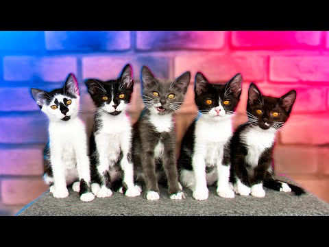 We've prepared big gifts for the "pregnant" cat and her growing kittens / SANI vlog