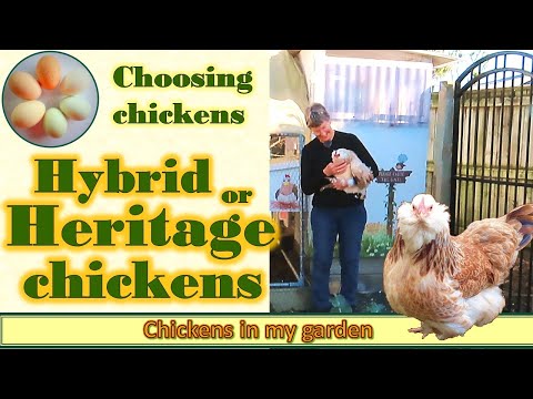 Should you choose Hybrid or Heritage chickens? What's the difference?