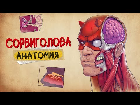 АНАТОМИЯ СОРВИГОЛОВЫ: Все подробности способностей
