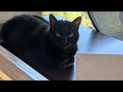 Bus company learns chinese electric busses can be turned off remotely after buying 300 of them 🤦