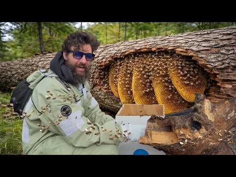 I've Got a Big Bee Problem