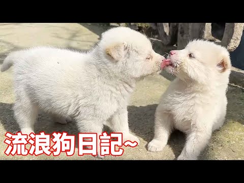 Driving through the garbage at night, I picked up two little milk dogs.