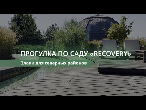 Прогулка по саду  "Recovery". Злаки для северных регионов.  #злаки #ландшафтныйпроект