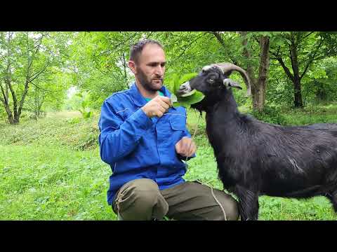 Building BIGGER Forest Shelter with My TRUSTY Goat!