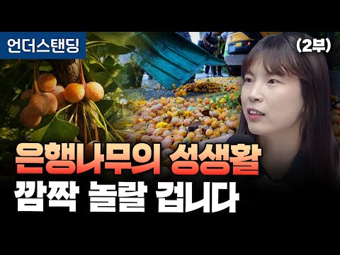 (Part 2) The Sex Life of Ginkgo Trees: You'll Be Surprised (Dr. Ahn Joo-hyun)