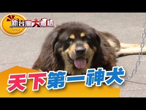 獨家！接生藏獒寶寶 獒犬老大堪稱天下第一神犬《新台灣大體驗》第121集 廖慶學