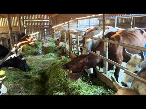 Сіра українська порода корів | Private Milk | Прайвет мілк | Михайло Травецький