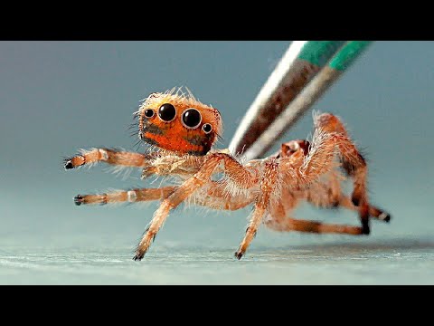 ETWAS IST MIT DER SPINNE RODRIGO PASSIERT