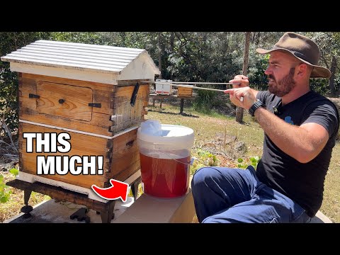 How Much Honey Does a *Fake* Flow Hive Hold?