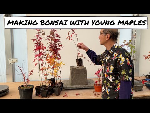 Projects with Young Maples