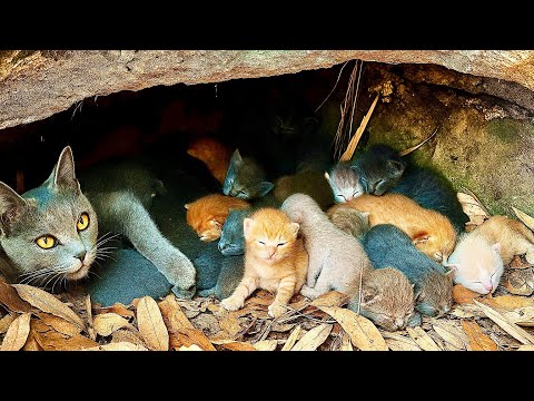 林间偶遇一只叼崽的母猫🐱,跟着它,我见证了最温暖的奇迹❤️🥰