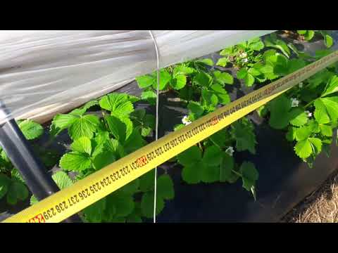 часть 1. Ускоряем созревание Клубники