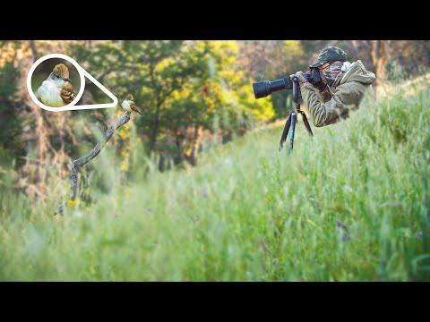 Tricks for Small Bird Photography