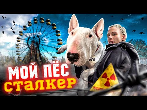 ☢ СТАЛКЕР ПЕС ! ПРОНИКЛИ В ПРИПЯТЬ С ДОМАШНЕЙ СОБАКОЙ ВПЕРВЫЕ ЗА 35 ЛЕТ !