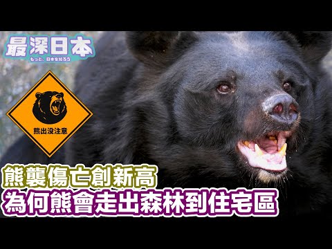 Why Bears Are Invading Residential Areas | Japan's Worst Bear Attack Crisis Explained
