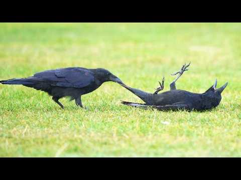 Incredible CROWS Being Absolutely Hilarious! 🐦 ⬛🤣 Funniest Animals Caught on Camera
