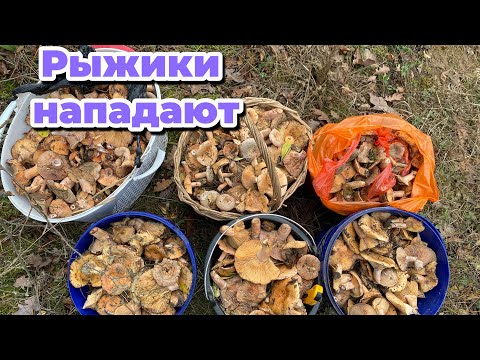 КАК ОТБИТЬСЯ ОТ ГРИБОВ?! Крымские рыжики рядами 