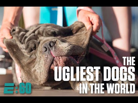 Meet the ugliest dogs in the world | E:60