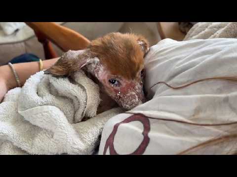 In His Final Moments, He Cried Unable to Forget the Pain… But No One Gave Him a Chance