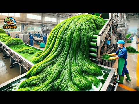 Harvesting Seaweed: Inside The Process At A Seaweed Processing Factory