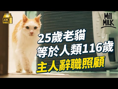 #MM｜25歲老貓等於人類116歲 曾被寵物店棄養患貓瘟、皮膚病險死 灣仔藍屋明星貓 伴主人度過母親離世 前後領養9隻貓 全職轉Freelance後16年暫託過百隻流浪貓尋家｜#700萬種生活 #4K