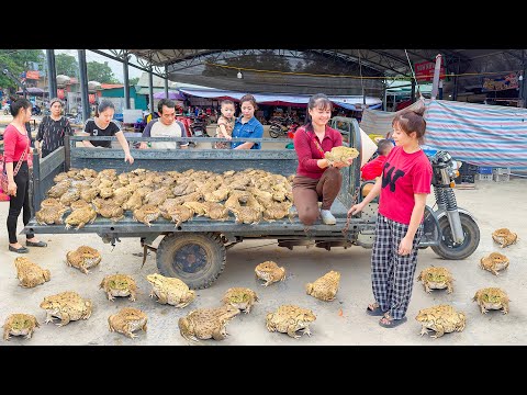 Buy A Lots Of Big Frog, Use 3-Wheeled Truck Transport Many Frogs Goes To Market Sell