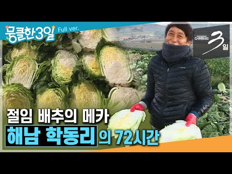 [다큐3일★Full] 찬바람 부는 '김장철'이 되면 바빠지는 배추밭 사람들의 이야기🥬 ‘해남 학동리'의 72시간 | KBS 방송