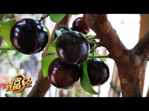 长在树上的“葡萄”你见过吗？这种8年才结果的嘉宝果竟让他年销售额超过了4000万元，他到底用了什么特别的种植方法？|「致富经」20230425