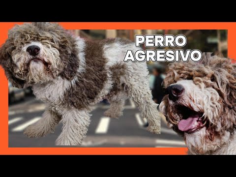 Transformación Extrema de Peluquería Canina |Cambio de Imagen de un Perro de Familia Descuidado ASMR