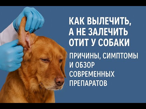 How to cure, not heal, otitis media in a dog. Causes, symptoms and an overview of modern drugs.