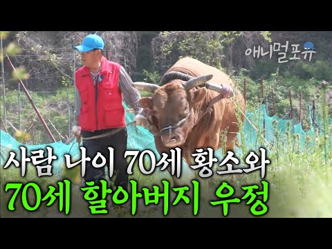 🐂 사람 나이 70살 싸움소 해병이와 할아버지의 가슴벅찬 우정 이야기 I KBS 다큐공감 210209 방송