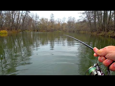 В ШОКЕ ОТ ТАКОГО УЛОВА. ОТКУДА ЗДЕСЬ ТАКИЕ КРУПНЫЕ ЩУКИ? Рыбалка на спиннинг в микро речке осенью