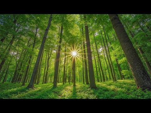 Soothing, Relaxing Music for Stress, Anxiety & Depression | Calming Music to Heal Mind, Body & Soul