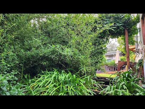 Rescuing a Garden Neglected for THREE Years | Satisfying Makeover