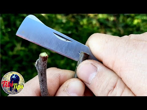 Altoire nuc ! Cum se altoieste nucul!