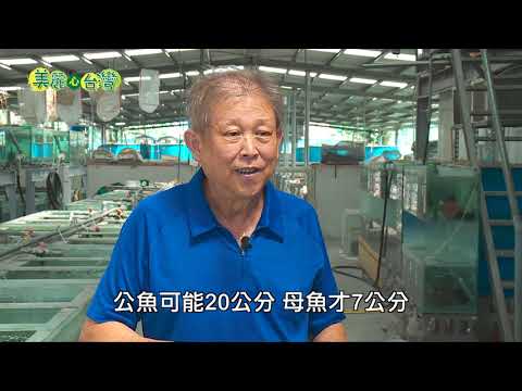 【屏東竹田】精品慈鯛亮麗多彩 | 用心的產業 | 280 | #美麗心台灣