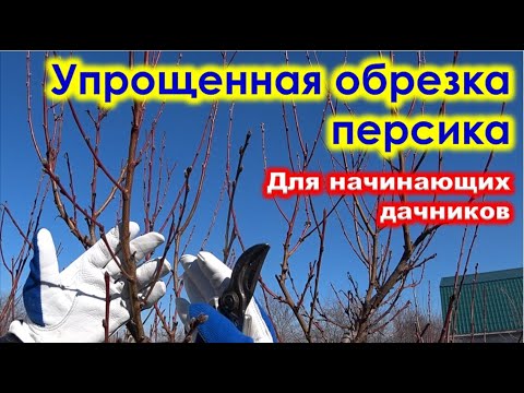 Упрощенная ОБРЕЗКА ПЕРСИКА для ДАЧНИКОВ