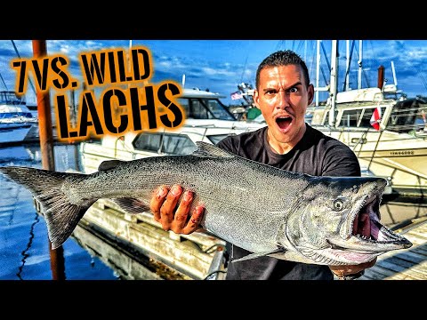 7 vs. Wild KÖNIGSLACHS aus Kanada - Originale Flammlachs-Zubereitung | Survival Mattin
