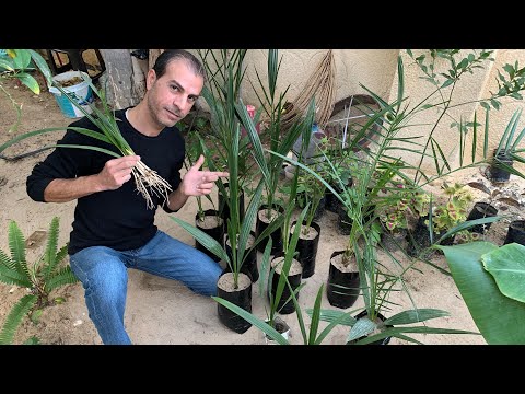 زراعة بذور التمر 🌴 معرفة وتحويل الفسائل من (فحل) ذكر إلي أنثى بثلاث طرق 🏝️ وتسريع نمو فسائل النخيل