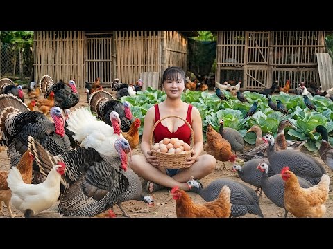 [TIMELAPSE] --299 Days Harvesting Many Pheasant, Many Big Turkey After 1 Year Of Raising- Go To Sell