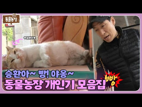 빵~ 하면 쓰러지는 고양이가 있다?! 동물들의 사랑스러운 개인기 모음! I TV동물농장 (Animal Farm) | SBS Story