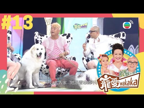 「叻哥」陳百祥分享養狗心得，與大白熊犬最悲喜交集的故事 | 寵愛wakaka | 家燕媽媽、林盛斌、呂慧儀 | TVB 親子節目 | 寵物節目 |
