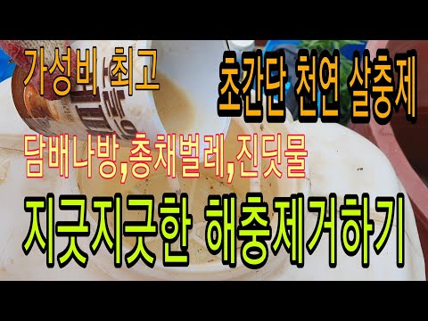 지긋지긋한 담배나방 총채벌레 제거 초저가 천연살충제로 제거하기
