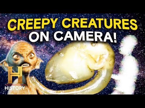 Craziest Creatures Ever Seen *Caught on Camera* | The Proof Is Out There | History