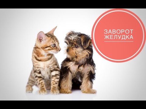 Заворот желудка