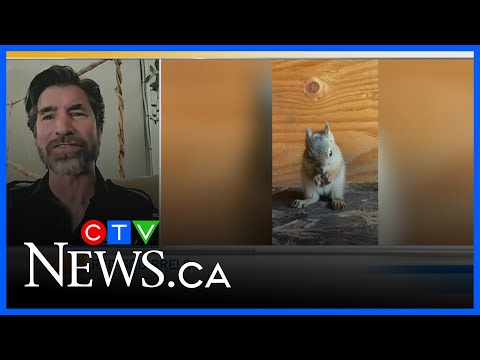 How to manage the fluffy red neighbour in your backyard