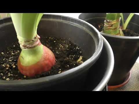 Мои подкормки гиппеаструмов от пробуждения до конца цветения